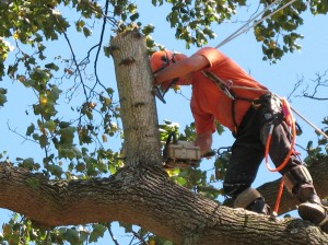 man in tree timming the tree