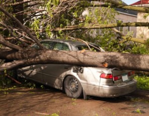 fallen tree, tree fell over, property damage