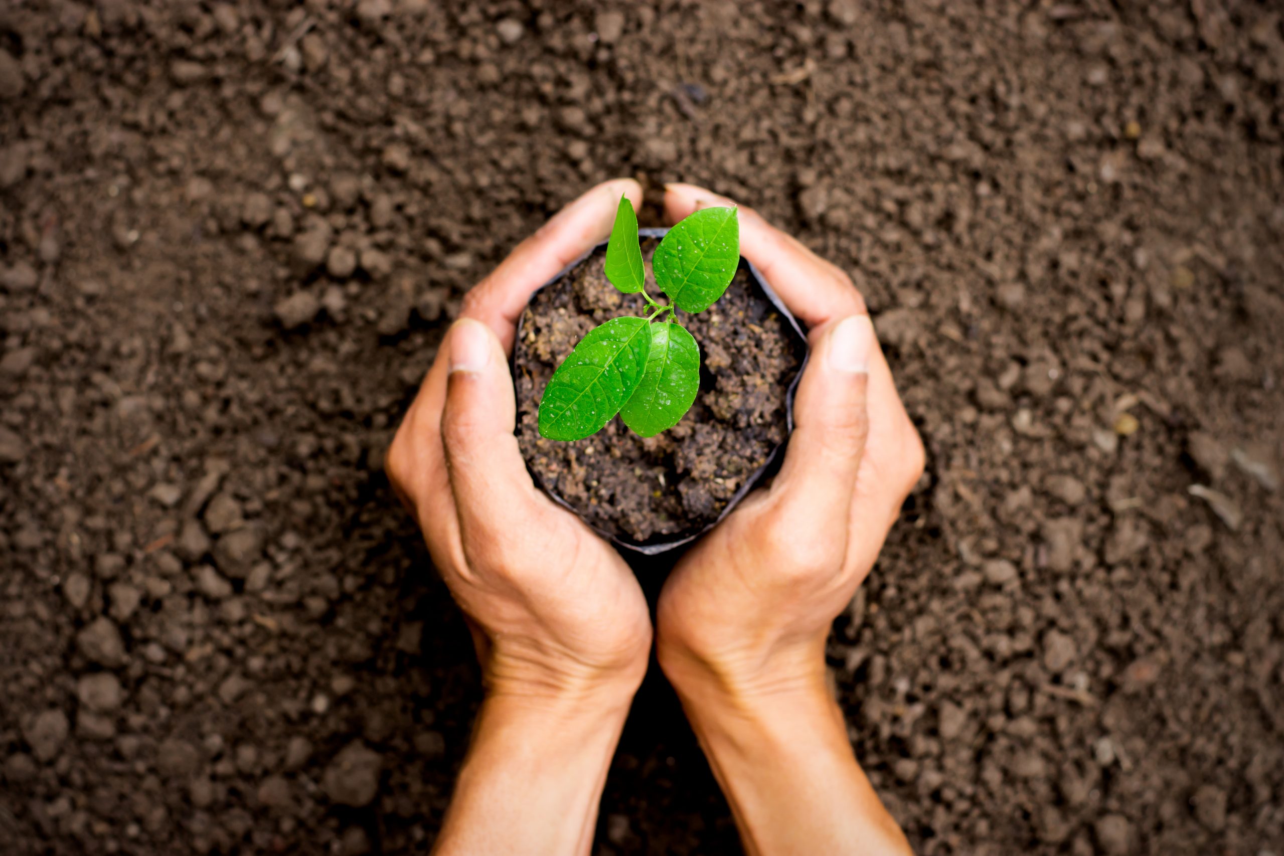 young tree, austin tx, tree services