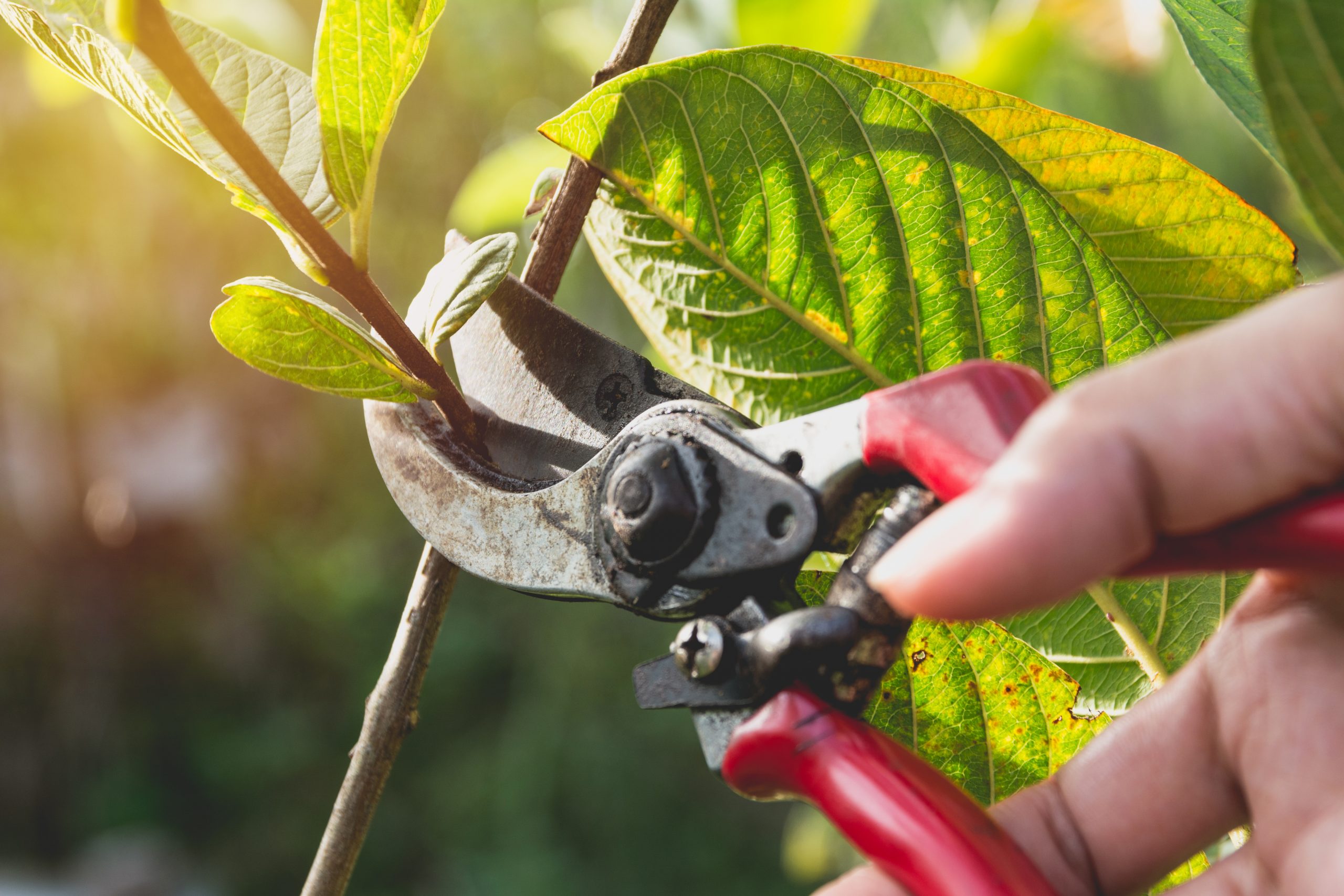 tree pruning austin tx tree pruning company texas tree pruning austin