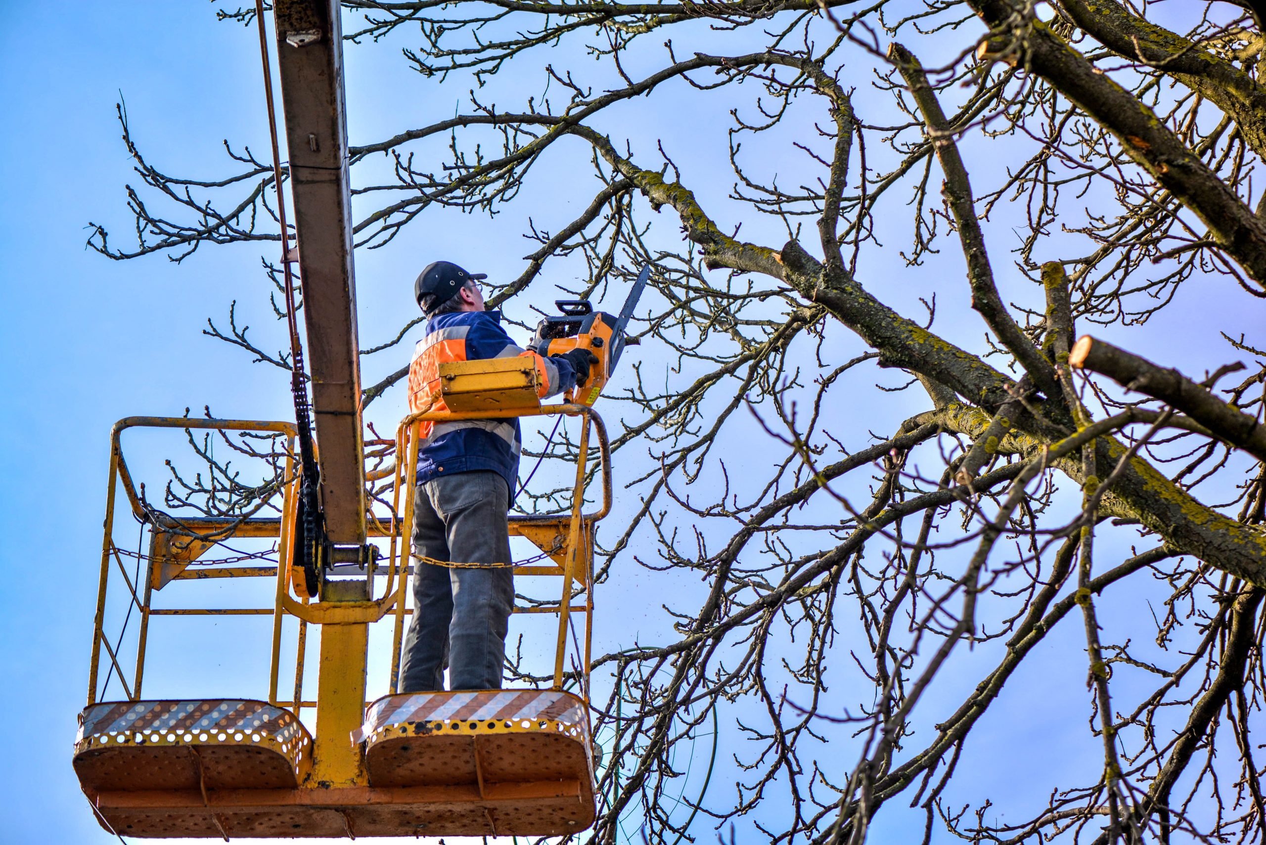 tree service round rock tree removal austin tree service in austin