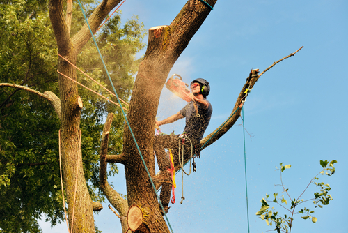 tree removal Austin TX