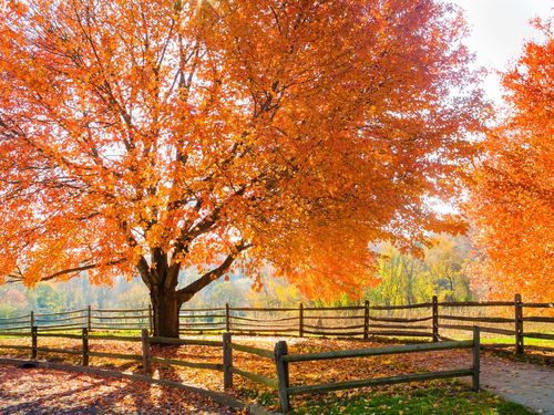 tree service Austin TX