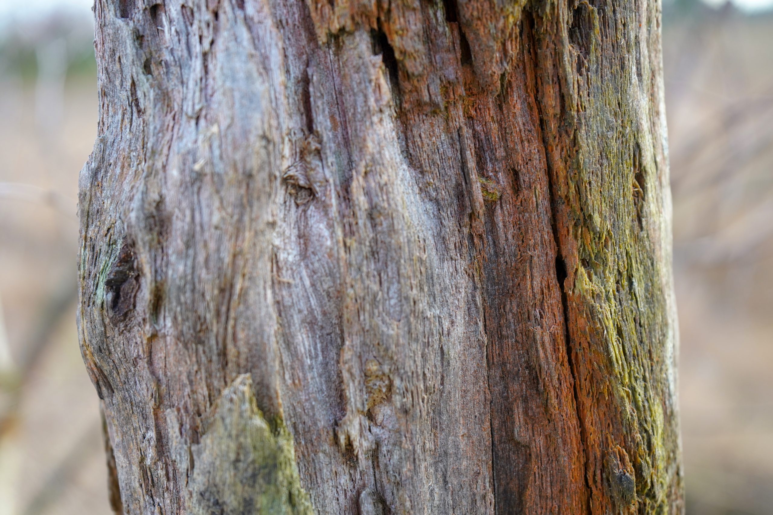 tree removal Austin TX