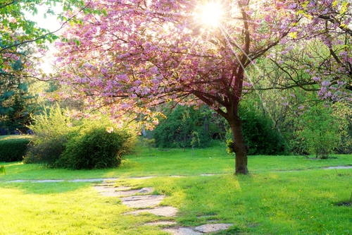 Tree with pink leaves with sun shining through