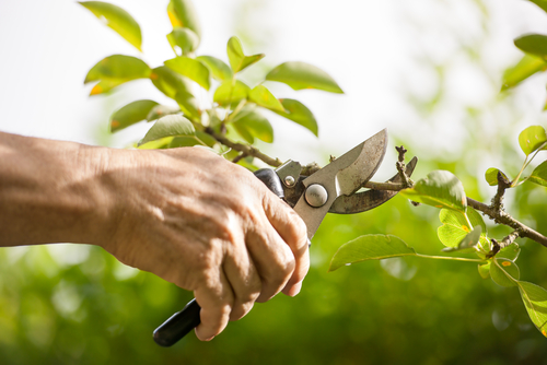 hand clipping a tree branch