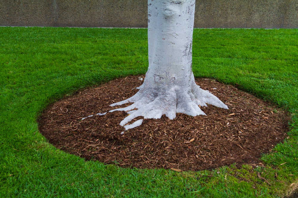 Tree trunk newly planted in fresh dirt with grass surrounding