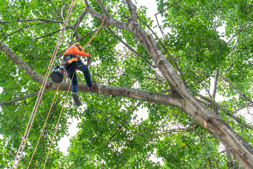 Tree Service Company worker cutting a tree limb