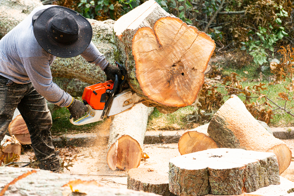 Tree Removal in Round Rock TX.