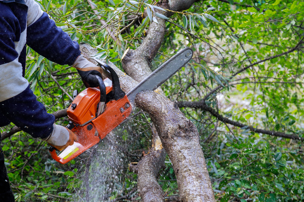 Man cutting a tree in Austin TX.