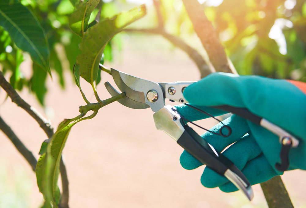 tree service Round Rock TX