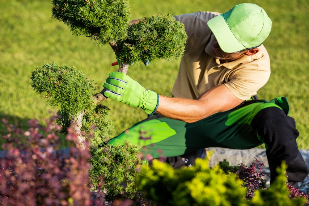 tree companies Round Rock, TX tree cutting Round Rock, TX tree surgeon Baton Rouge LA
