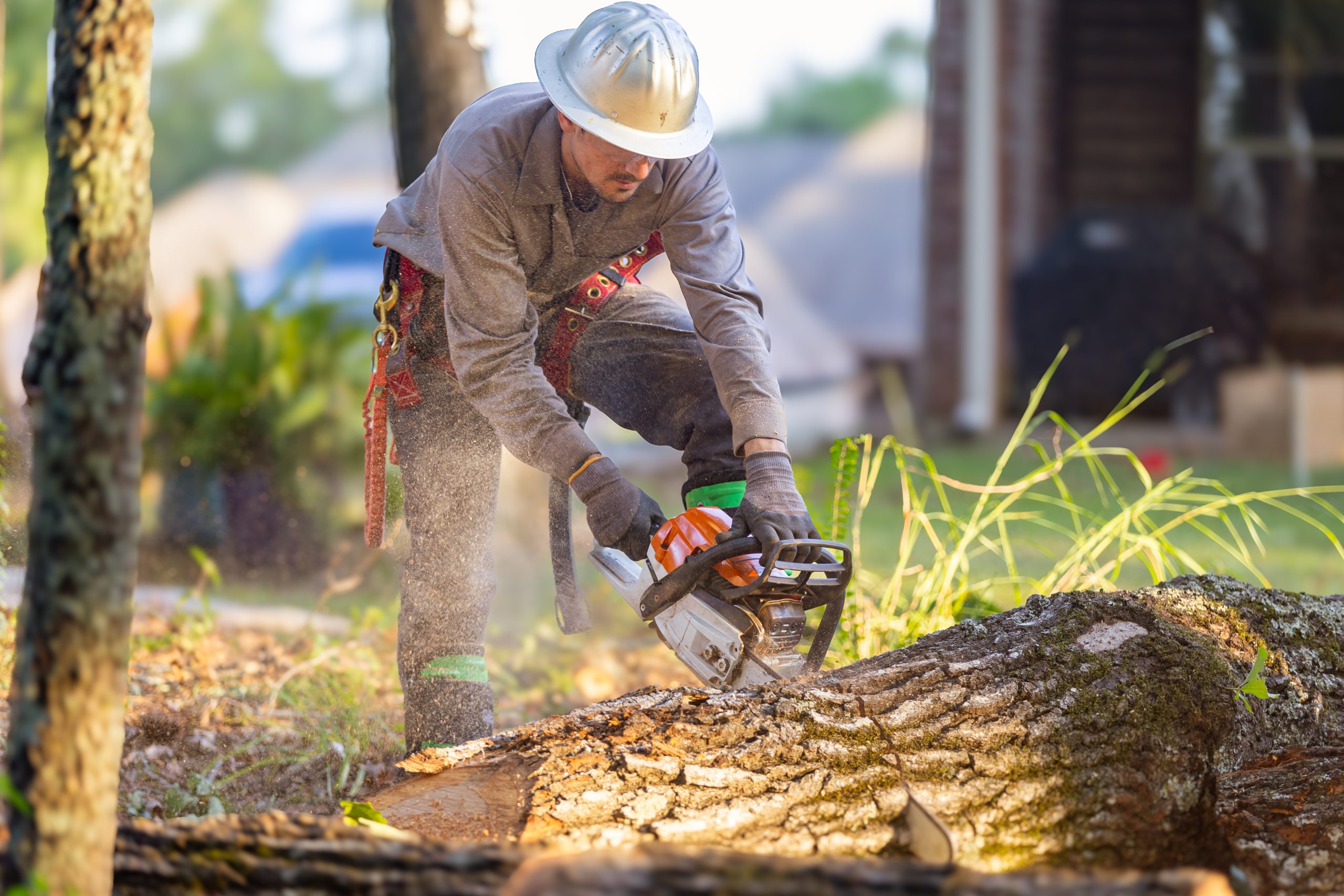 When to Trim, When to Remove: Making the Right Call for Your Trees