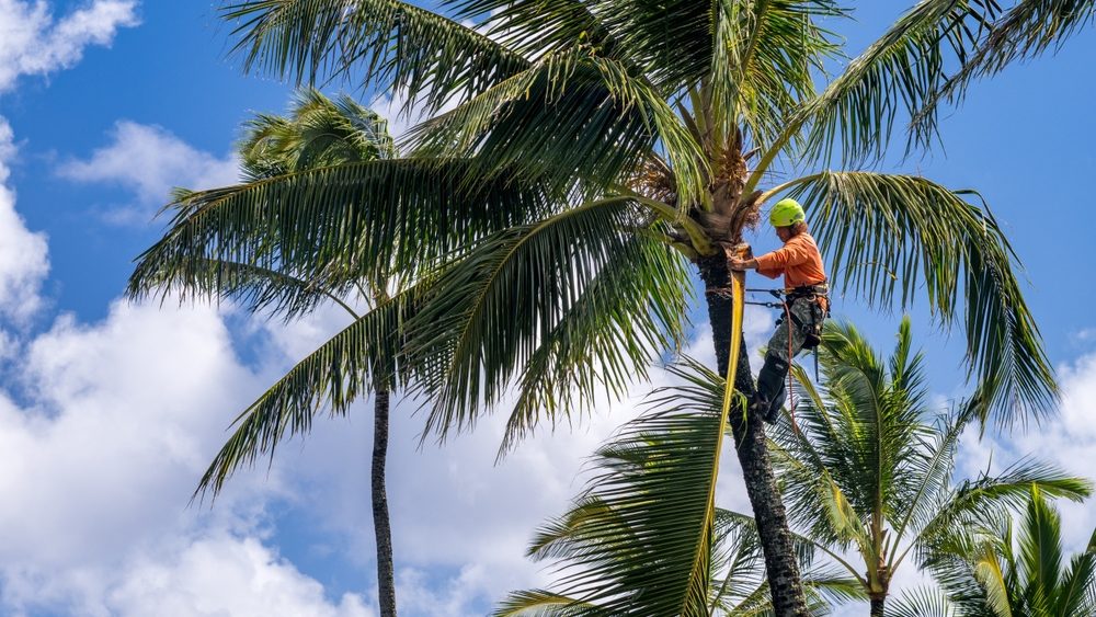 5 Signs Your Trees Need Professional Help tree service Round Rock TX