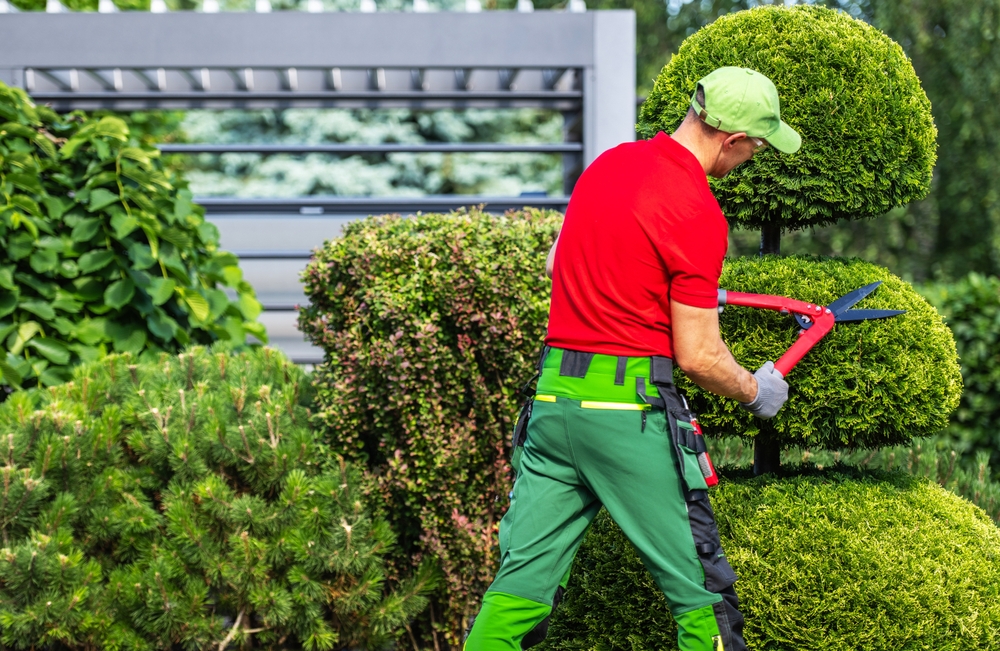 Summer Tree Care Tips You Don’t Want to Skip